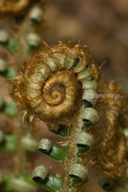 剑蕨Fiddleneck, Polystichum munitum，门多西诺植物园，门多西诺县，加州;家庭蕨科。蕨类植物;日益增长的头;